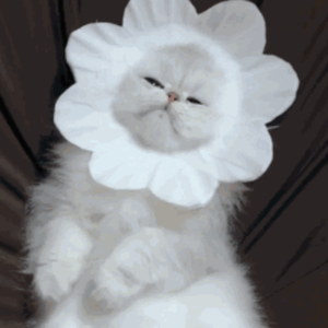 美女直播做爱永久视频网站
